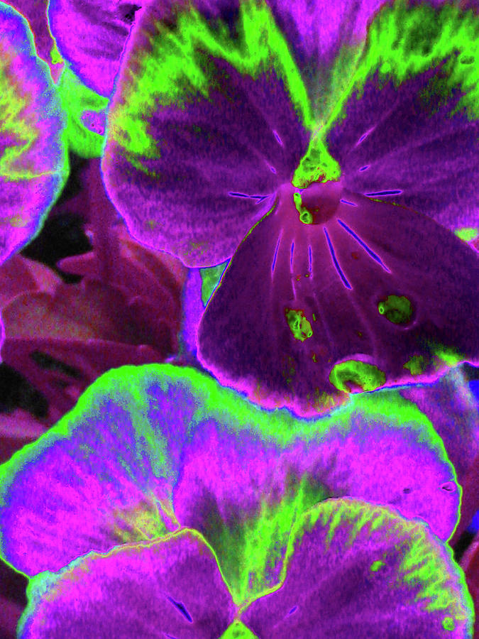 Perfectly Pansy 11 - PhotoPower Photograph by Pamela Critchlow