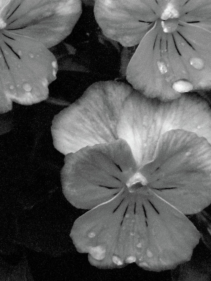 Perfectly Pansy 12 - BW - Water Paper Photograph by Pamela Critchlow