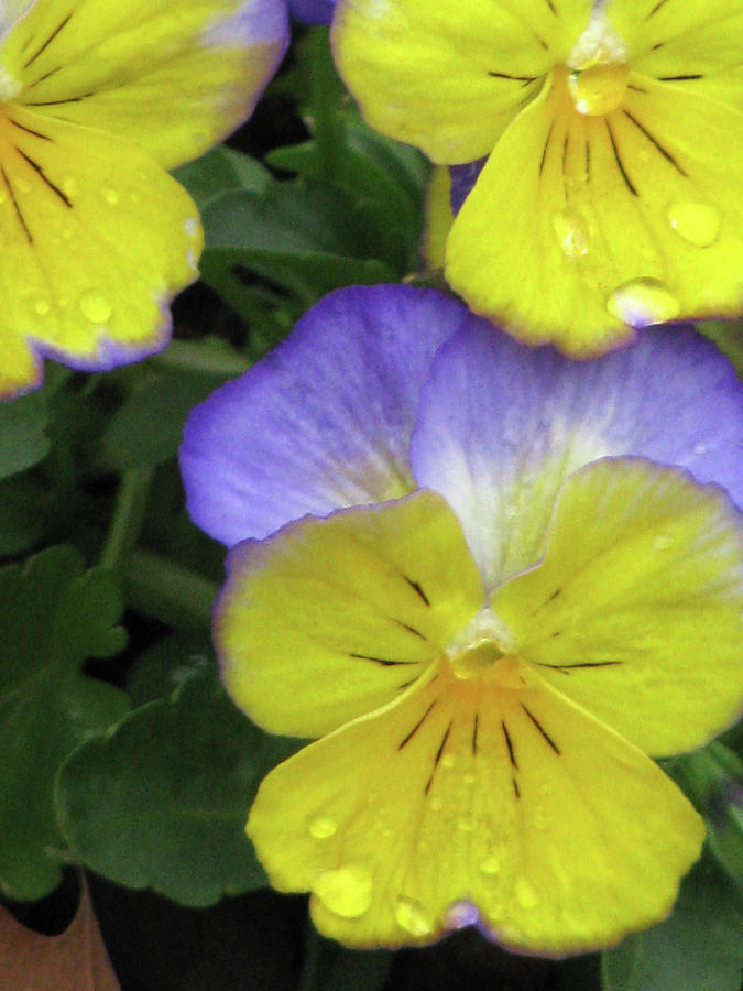 Perfectly Pansy 12 Photograph by Pamela Critchlow