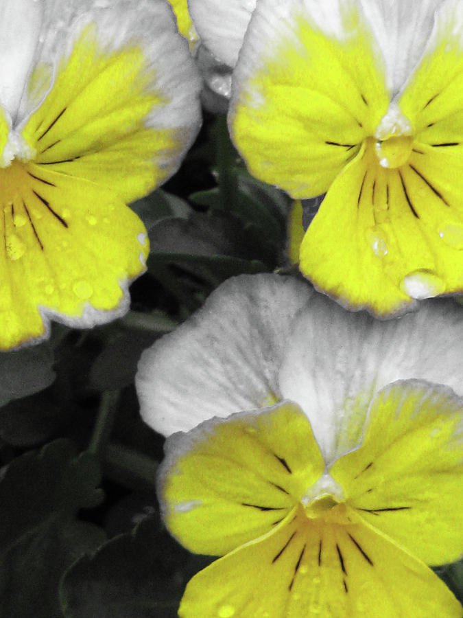 Perfectly Pansy 13 - BW - Yellow Photograph by Pamela Critchlow