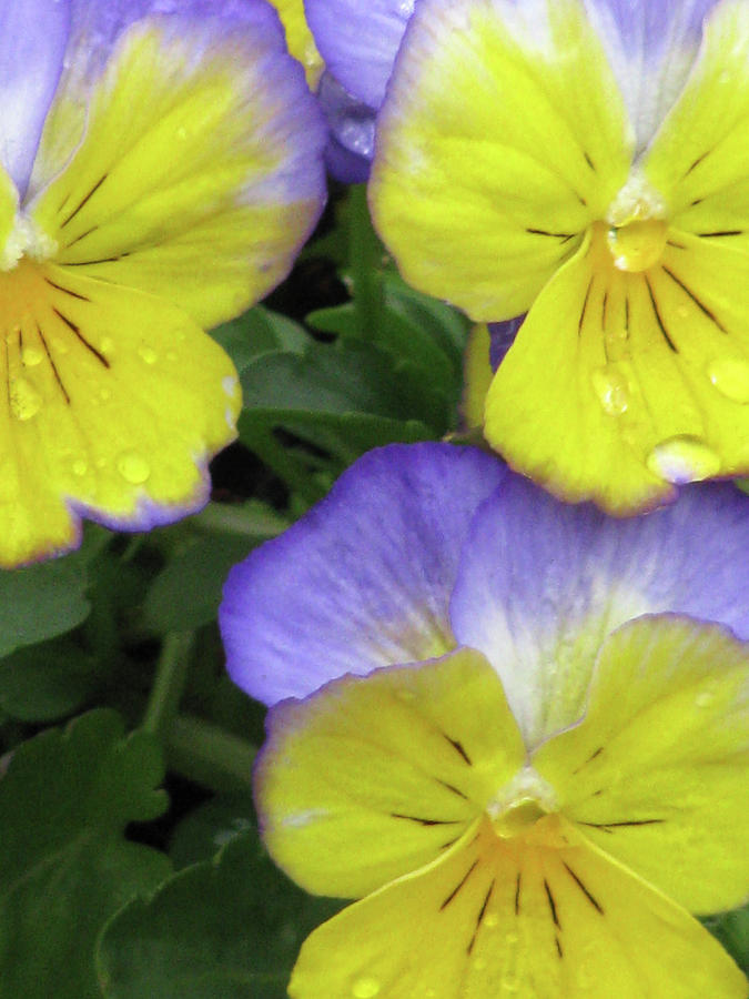 Perfectly Pansy 13 Photograph by Pamela Critchlow