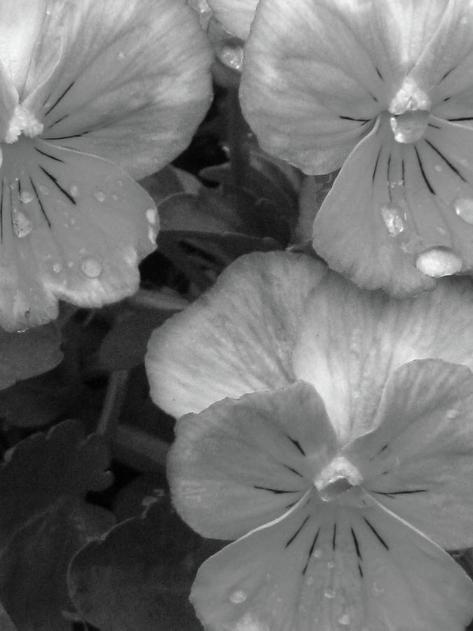 Perfectly Pansy 14 - BW Photograph by Pamela Critchlow