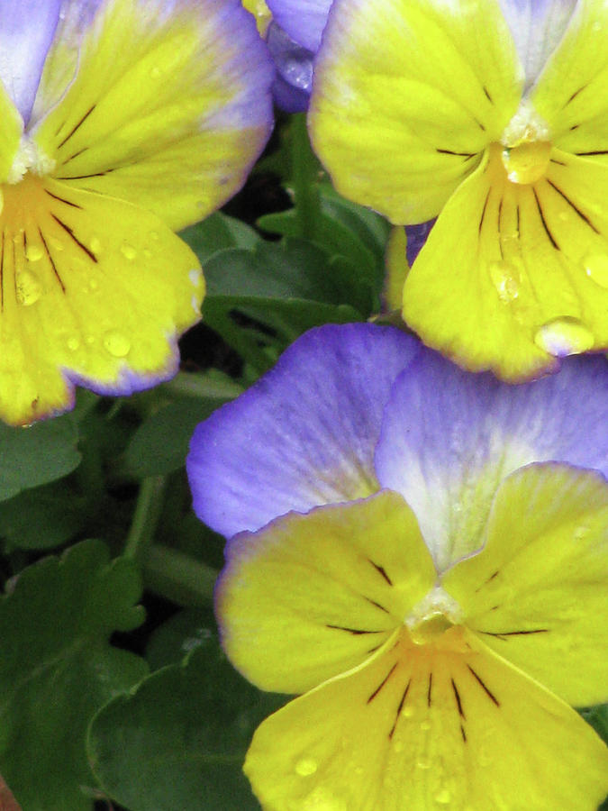 Perfectly Pansy 14 Photograph by Pamela Critchlow