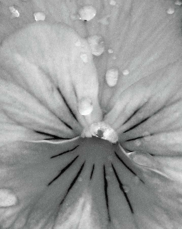 Perfectly Pansy 15 - BW - Water Paper Photograph by Pamela Critchlow
