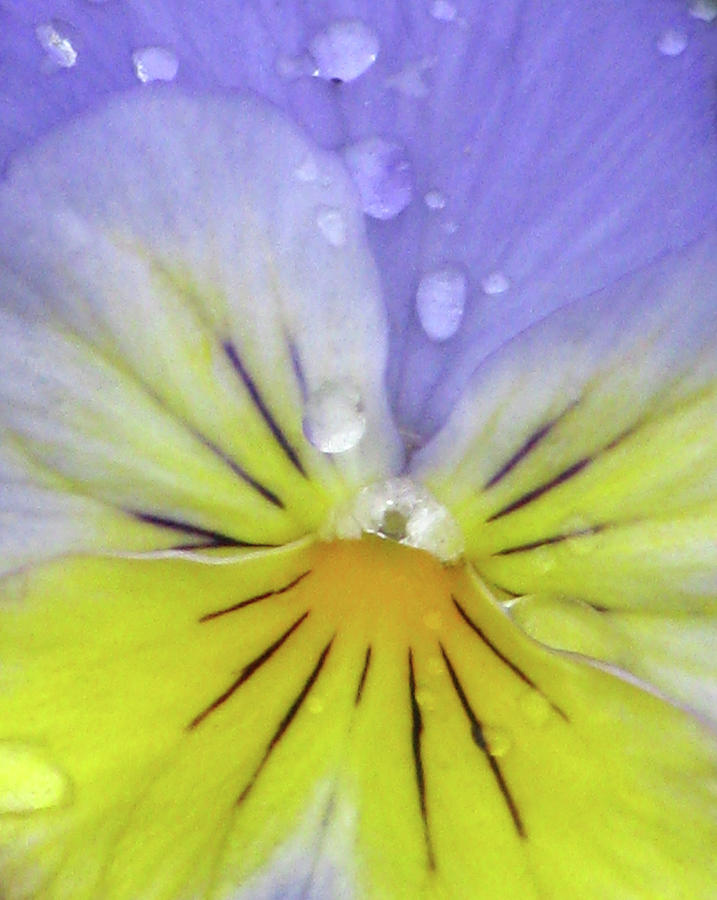 Perfectly Pansy 15 Photograph by Pamela Critchlow