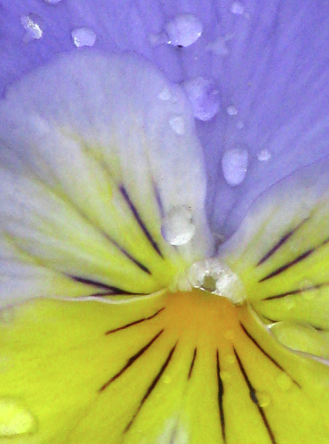 Perfectly Pansy 16 Photograph by Pamela Critchlow