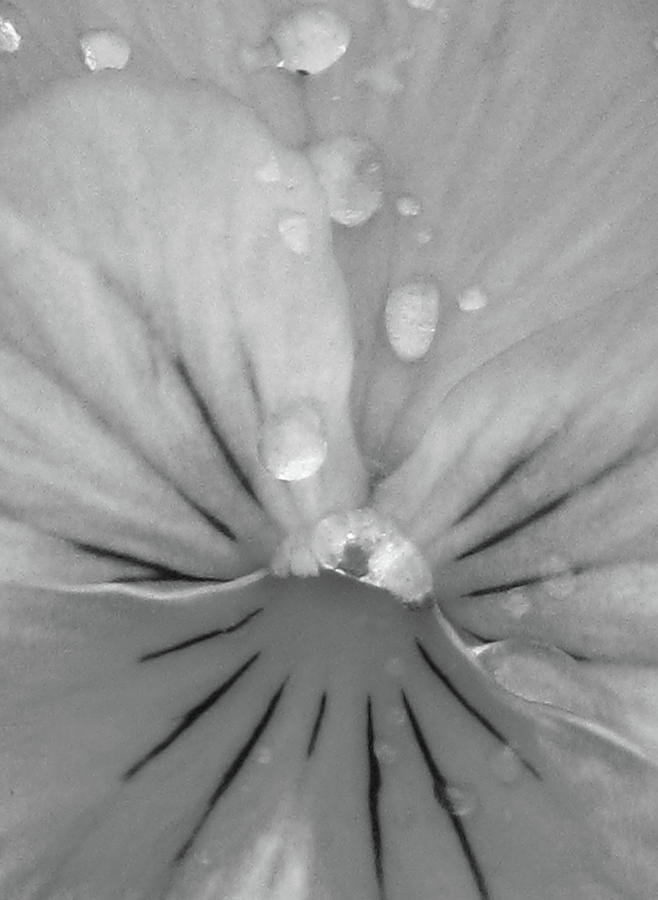Perfectly Pansy 17 - BW Photograph by Pamela Critchlow