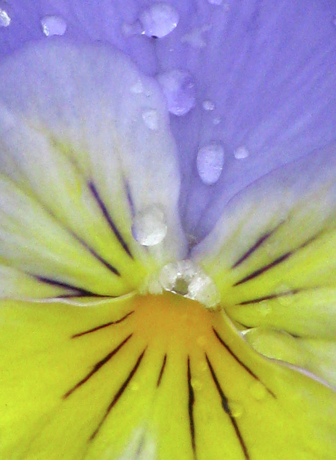Perfectly Pansy 17 Photograph by Pamela Critchlow