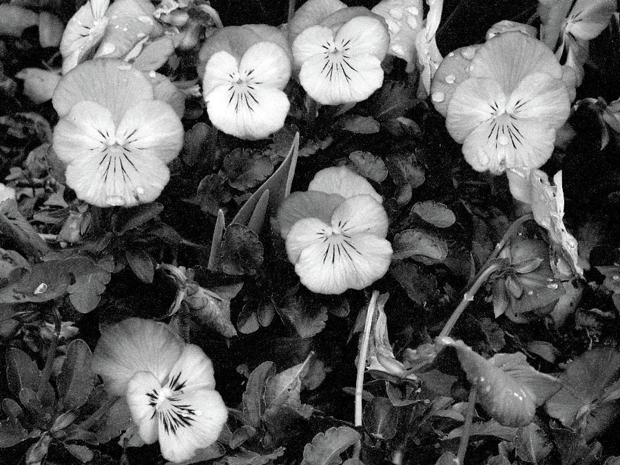 Perfectly Pansy 18 - BW - Water Paper Photograph by Pamela Critchlow