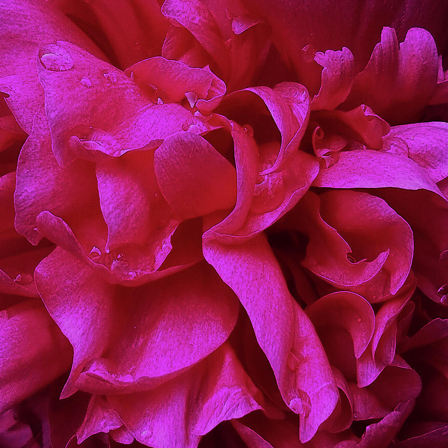 Perfectly Pink Peony Petals Photograph by Leslie Montgomery
