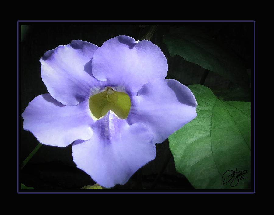 Flowers Still Life Photograph - Perfectly Purple by Darlene Smithers