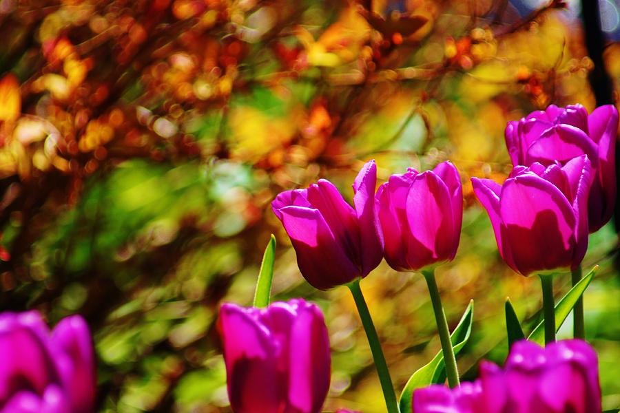 Flower Photograph - Perfectly Purple Tulips by Rhonda DePalma