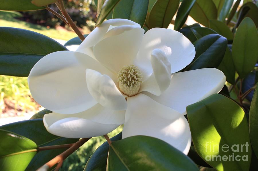 Perfectly Sweet Magnolia Photograph by Carol Groenen