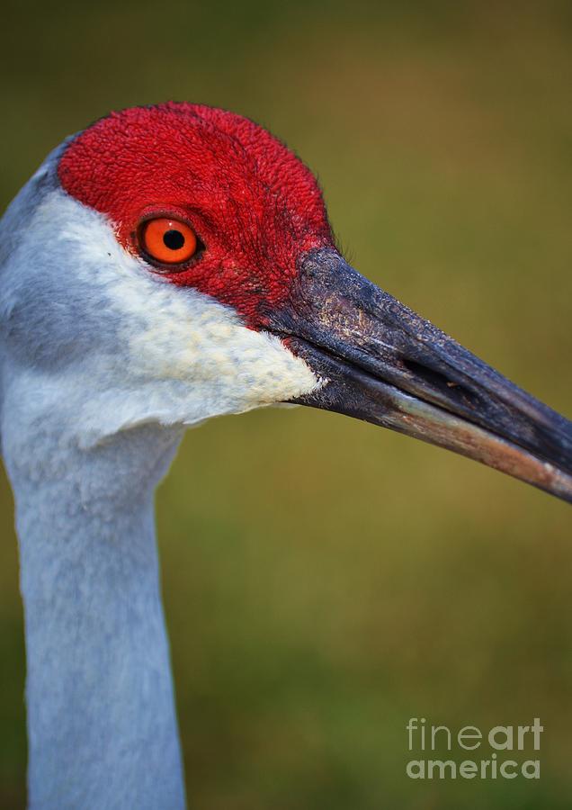 Perfil Photograph by Monica MINGOTE | Fine Art America