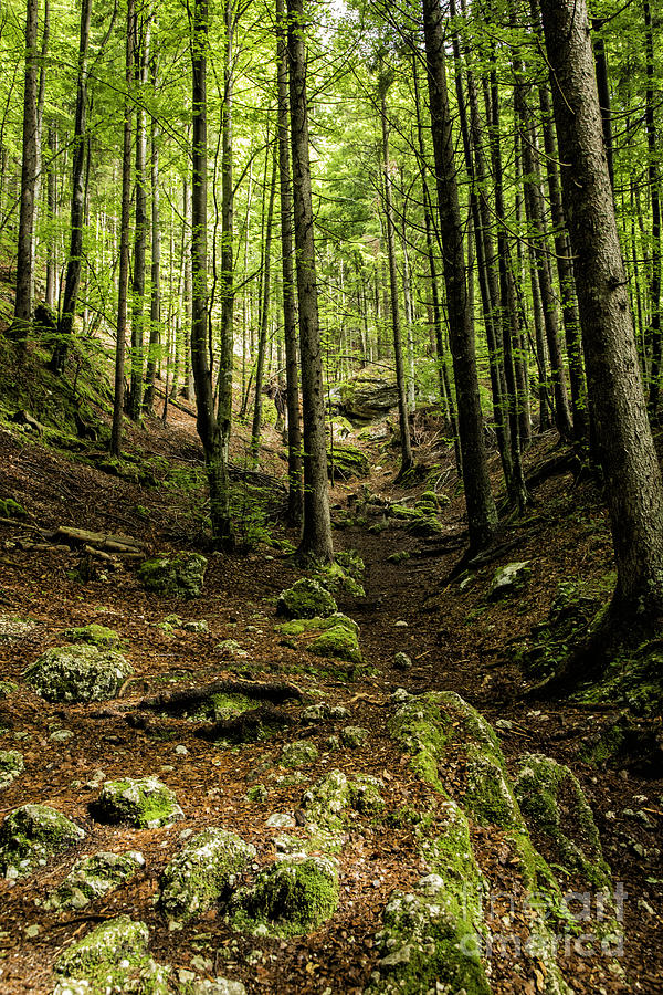 Pericniku Woods Slovenia Photograph by Timothy Hacker