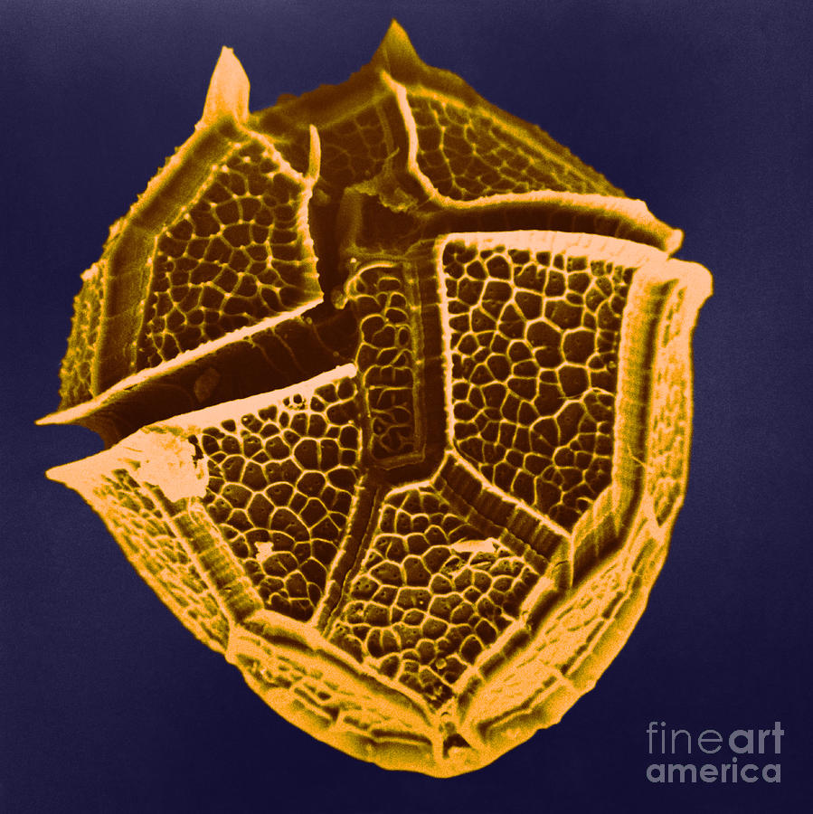 Peridinium Bipes, Sem Photograph by Biophoto Associates
