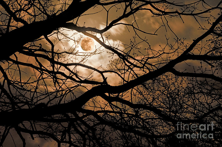 Tree Photograph - Perigee Moon in the Trees by Tamyra Ayles