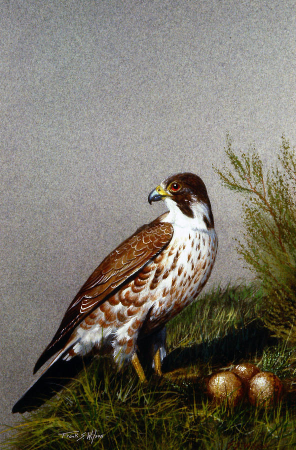 Bird Painting - Perigrine Falcon With Eggs by Frank Wilson