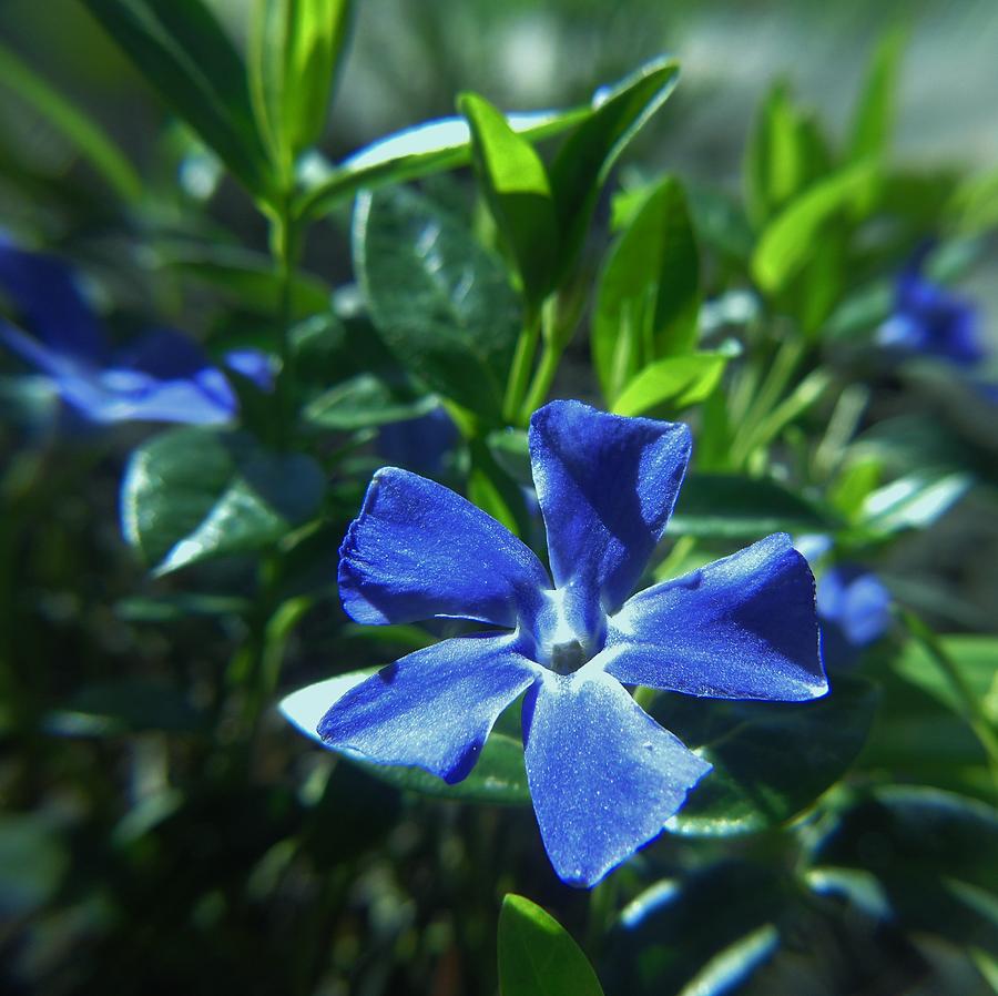 Periwinkle Bloom Photograph by Barbara St Jean