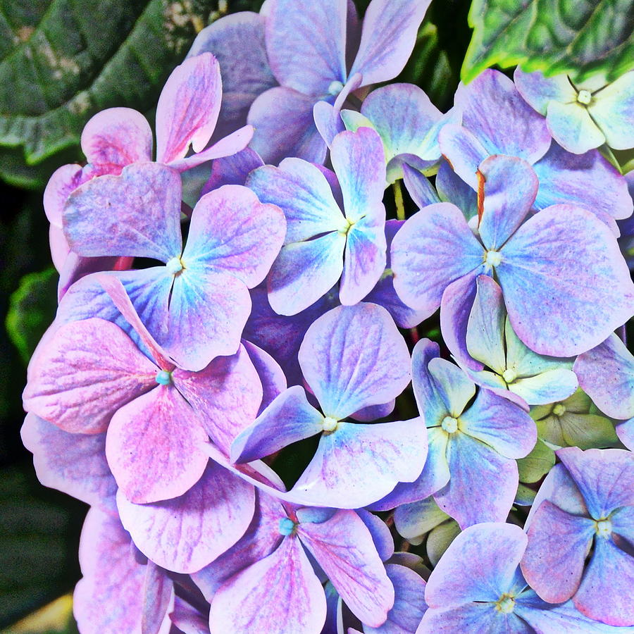 Periwinkle Blue and Pinkish Purple Hydrangeas Photograph by Carla Parris