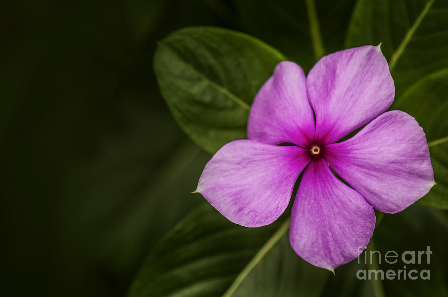 Periwinkle Photograph by Charuhas Images