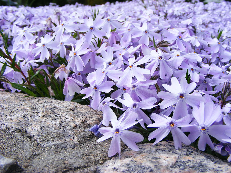 Periwinkle Colored Phlox Photograph by Margie Avellino