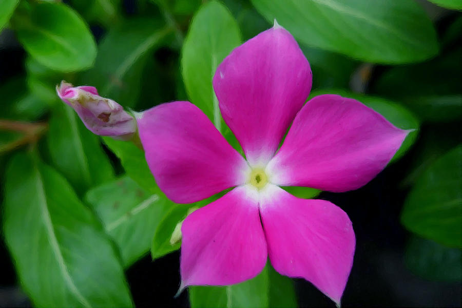 Periwinkle Flower Painting by Jeelan Clark