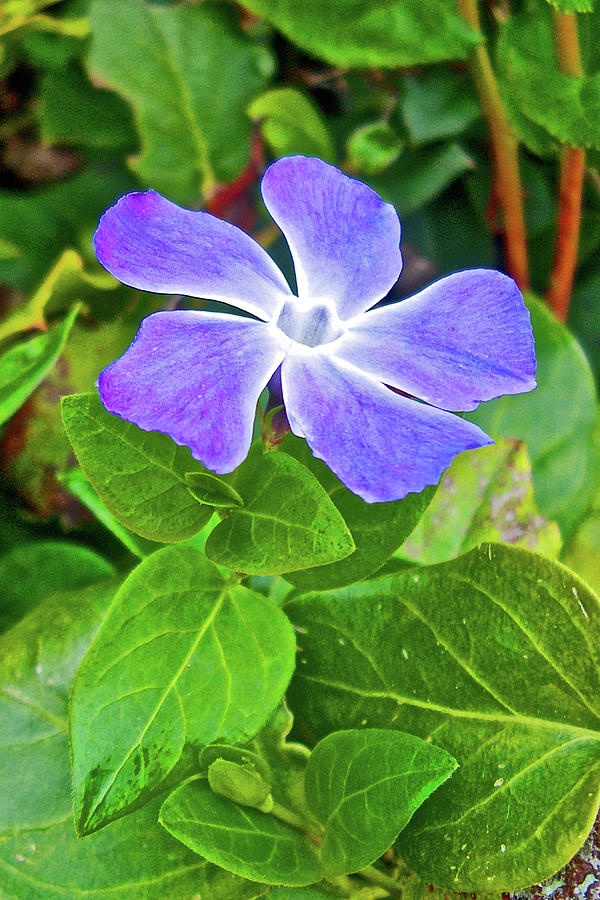 Periwinkle in Heceta Head State Park, Oregon Photograph by Ruth Hager