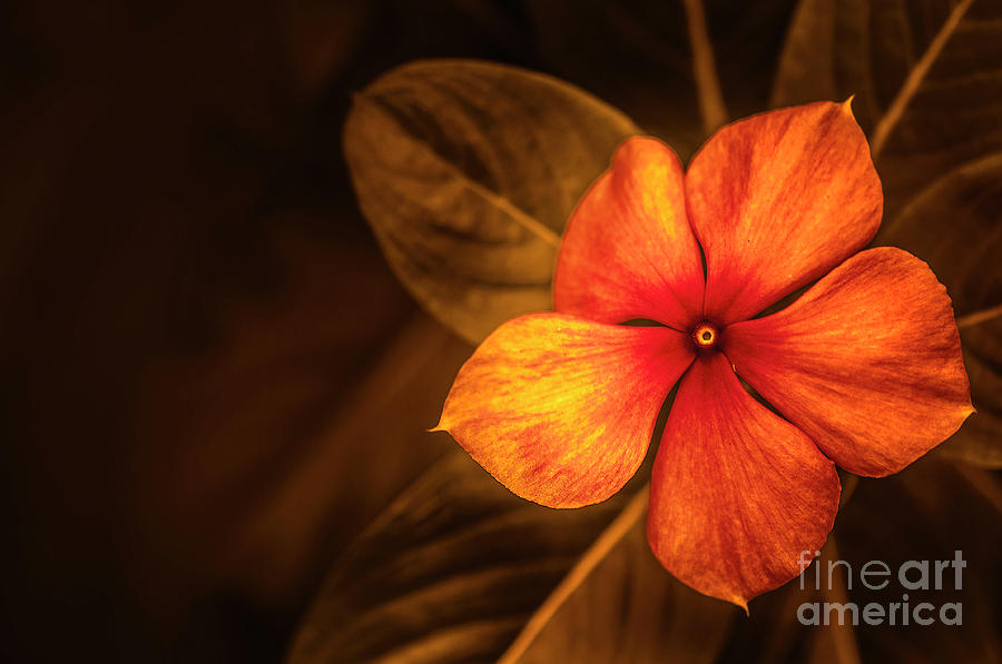 Flower Photograph - Periwinkle in Orange by Charuhas Images