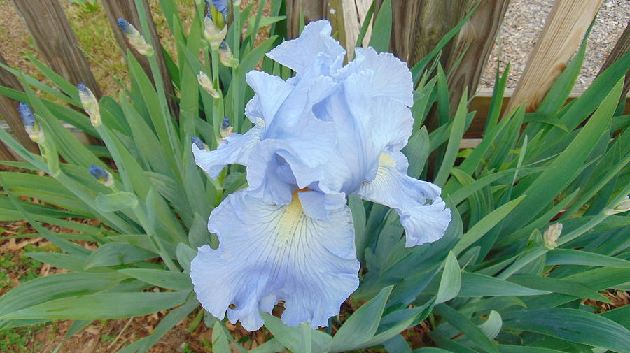 Flower Photograph - Periwinkle Iris  by Charlotte Gray