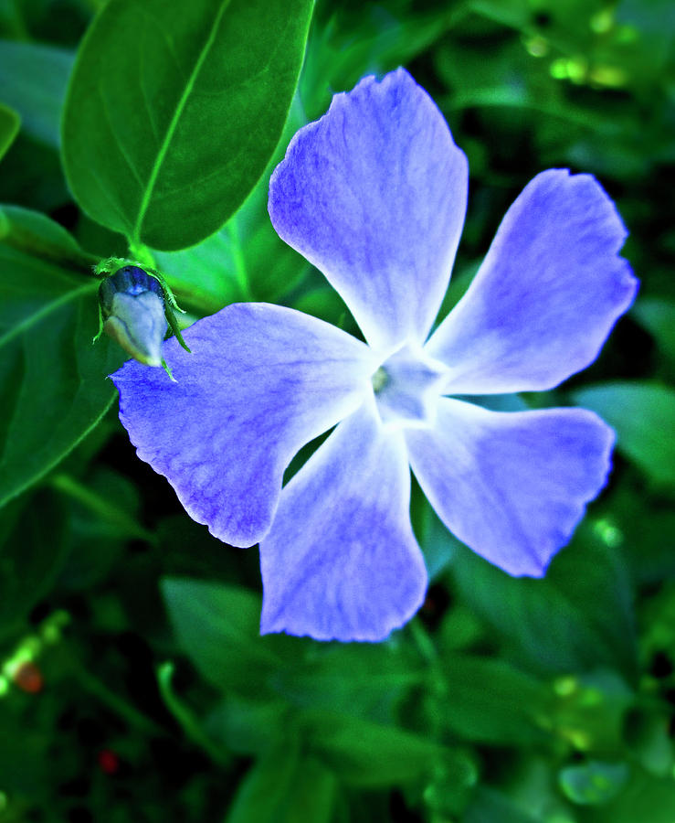 Periwinkle Photograph by Joyce Dickens
