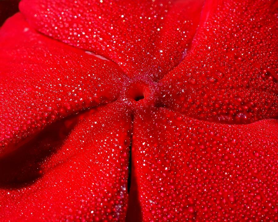 Periwinkle Red Photograph by KJ Swan