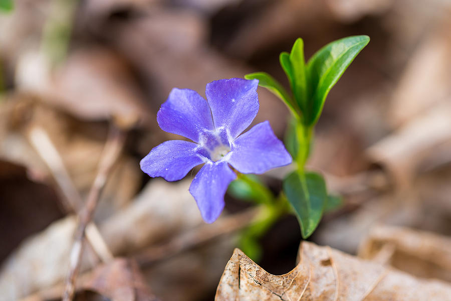 Periwinkle Photograph by Sara Hudock
