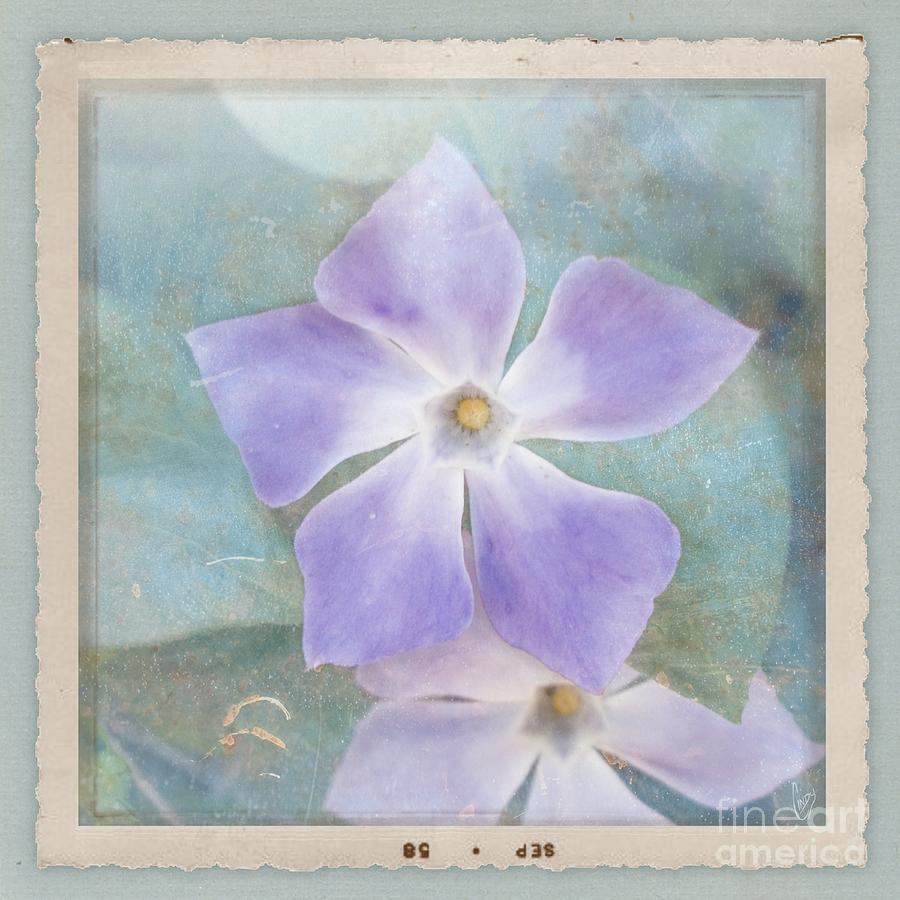 Periwinkle Stars Photograph by Cindy Garber Iverson