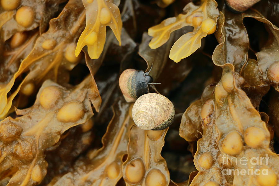 Periwinkles And Seaweed Photograph