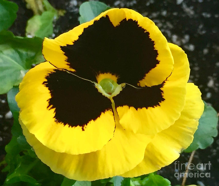 Perky Pansy Photograph by Beth Myer Photography