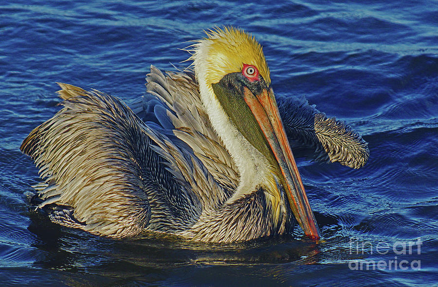 Perky Pelican II Photograph by Larry Nieland