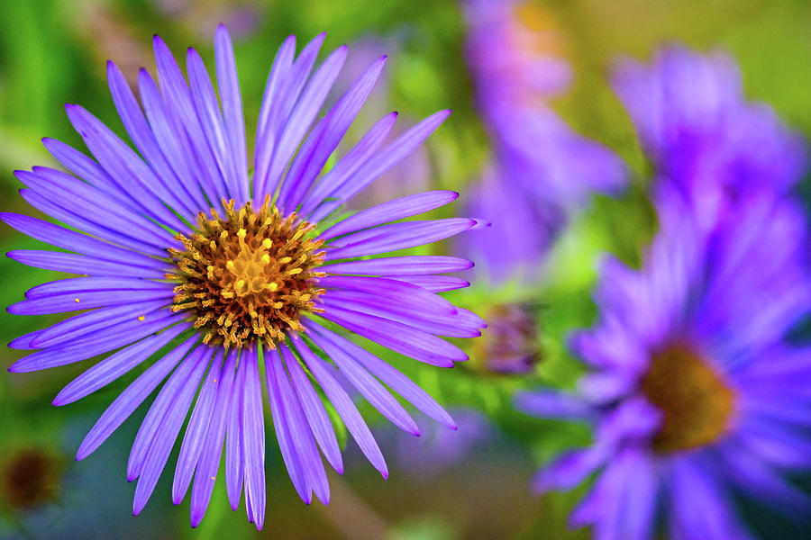 Perky Purple Aster Photograph by Steve Harrington - Fine Art America