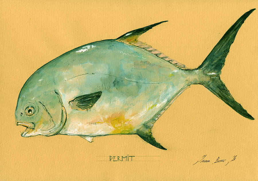 Permit Fish Painting - Permit fish by Juan  Bosco