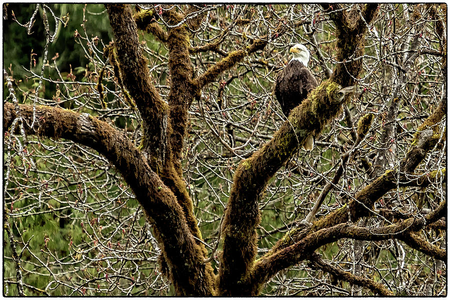 Perplexed Bald Eagle Photograph by Belinda Greb