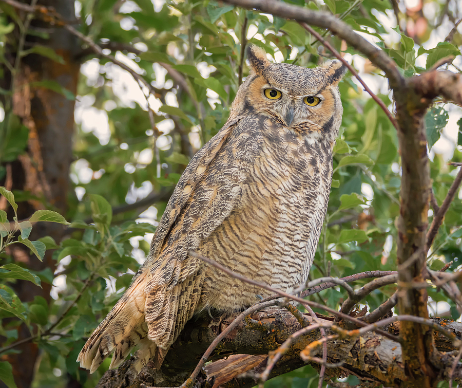 Perplexed Owl Photograph by Loree Johnson