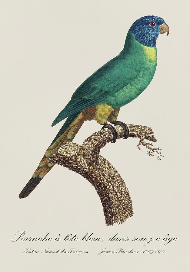 Perruche a tete bleue, jeune / Rainbow lorikeet, young - Restored 19thc. illustration by Barraband Painting by SP JE Art