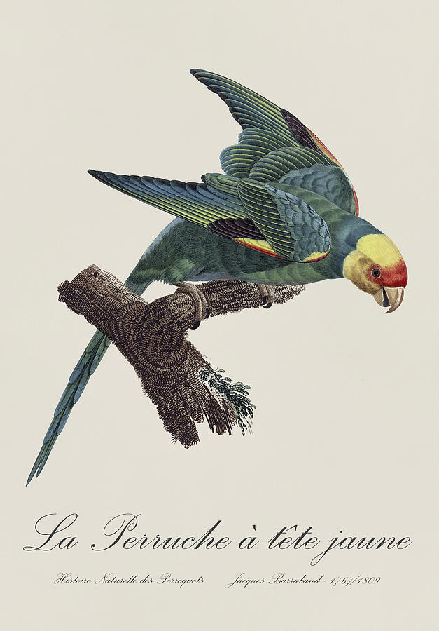Le Perruche a Tete Jaune / Carolina parakeet - Restored 19th century illustration by Barraband Painting by SP JE Art