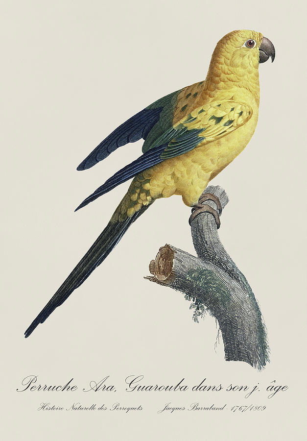 Perruche Ara Guarouba jeune age / Sun parakeet or conure - Restored 19thc. illustration by Barraband Painting by SP JE Art