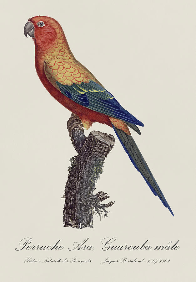 Perruche Ara Guarouba male / Sun parakeet or sun conure  - Restored 19thc. illustration by Barraband Painting by SP JE Art