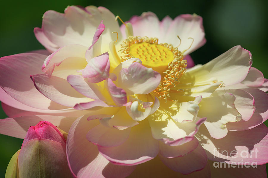 Perry Slocum Lotus Blossom Photograph by Karen Jorstad - Pixels