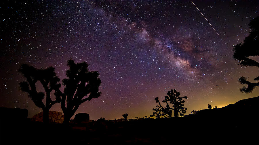 Perseid Meteor over Joshua Tree Photograph by Peter Tellone Pixels