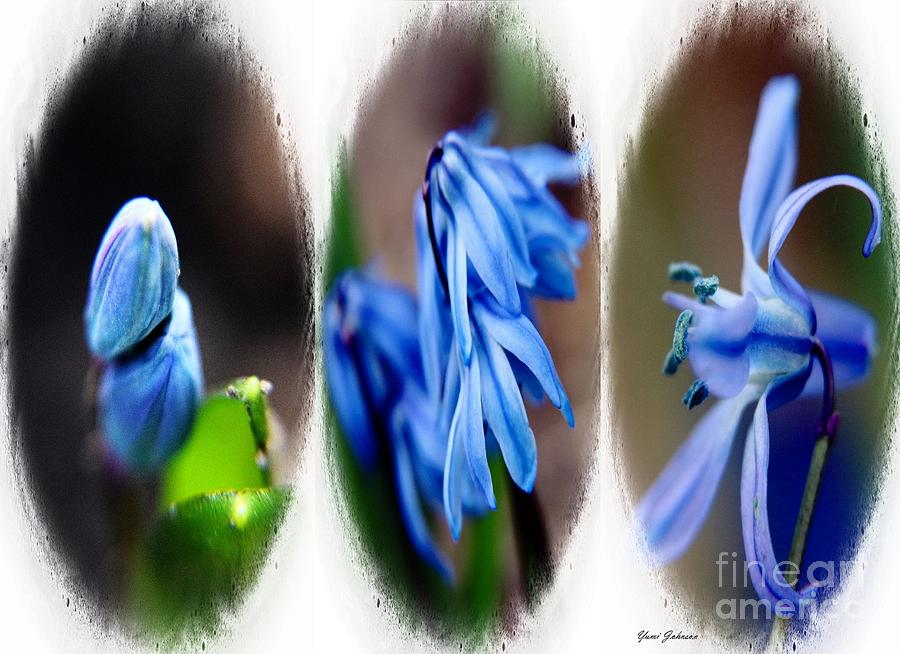 Persian bluebell Triptych Photograph by Yumi Johnson