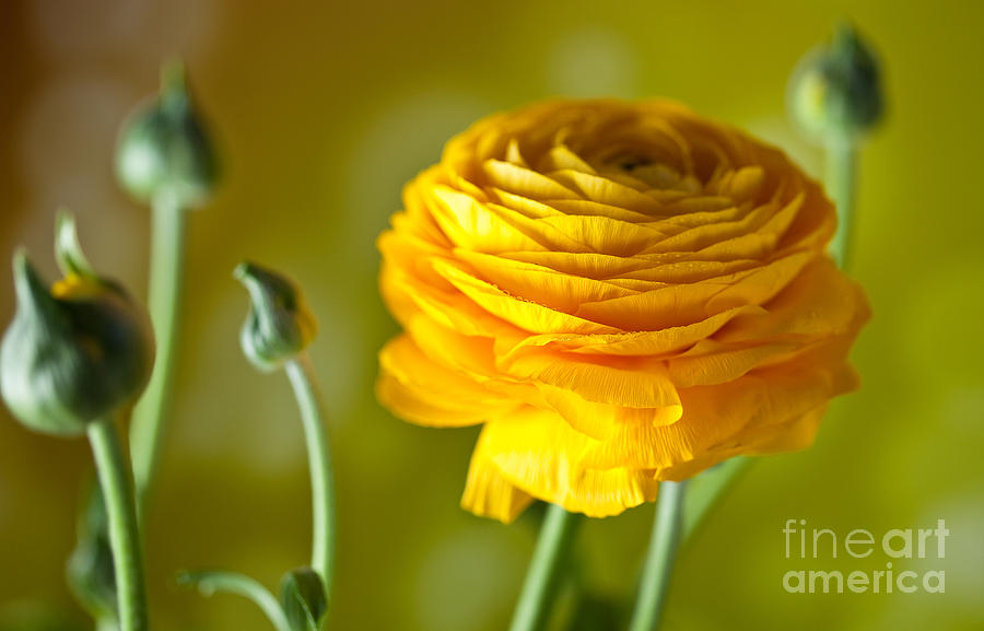 Spring Photograph - Persian Buttercup Flower by Nailia Schwarz