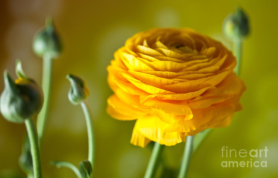 Persian Buttercup Flower Photograph